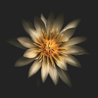 祝福圖模板：蓮花祝福